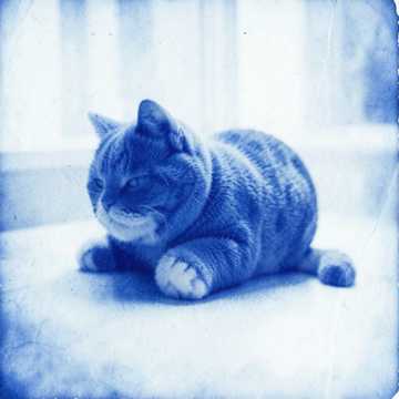 我有一只小猫咪