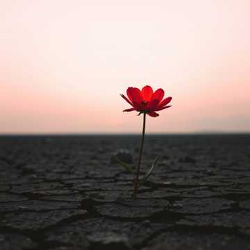 不毛之地燃血花