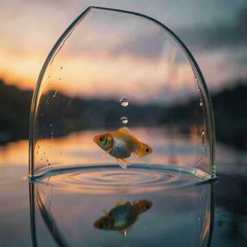 金鱼-版本2