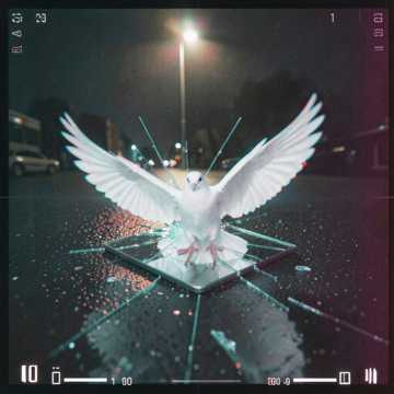 碎镜里的鸽子