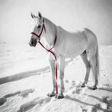 《红马踏雪赴国殇》
