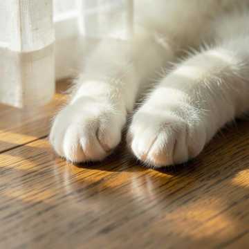 猫的指尖-版本2