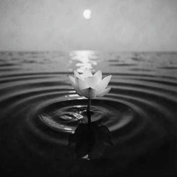 Moon Over Lotus Pond-版本2