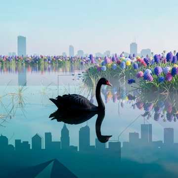沉湖的乌鸦
