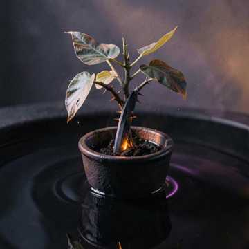 吞下刀刃的盆栽-版本2