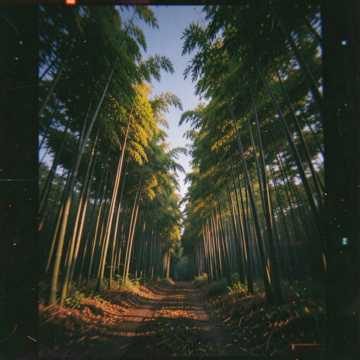 苍茫竹影