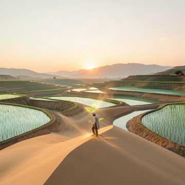 《沙海生稻》