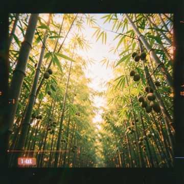 果园竹影-版本2
