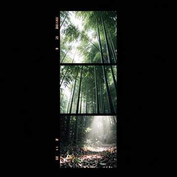 Bamboo Grove