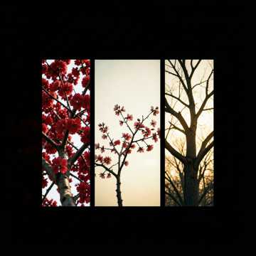 花与人间-版本2