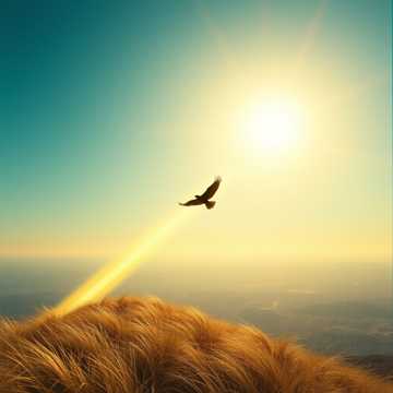 Fly Free （乘风赴野）