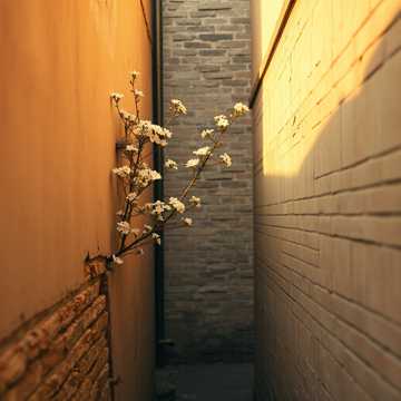 小花无人董