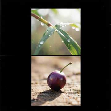 紫珠落糖-版本2