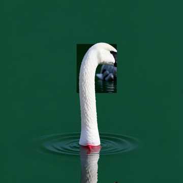 咏·鹅 (Swan Flow)-版本2