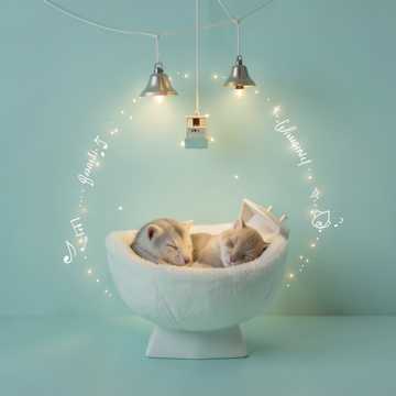 小猫摇篮曲
