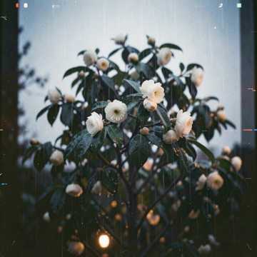 雨中桂树开花