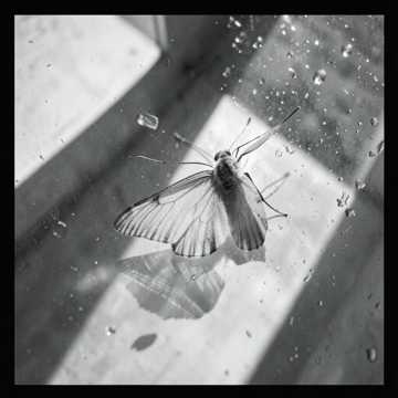 蝴蝶6-版本2