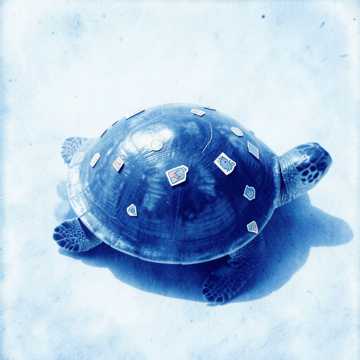 死崽乌龟-版本2