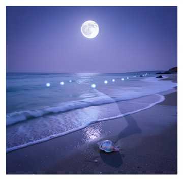 Echoes of the Sea-版本2