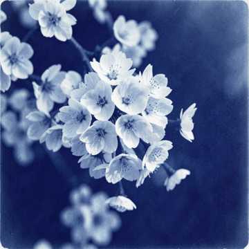 可爱樱花