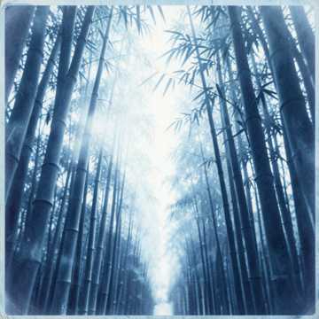 竹影回廊-版本2