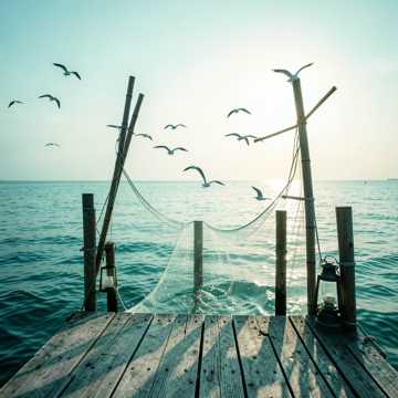 Seagull Harbor Dance-版本2
