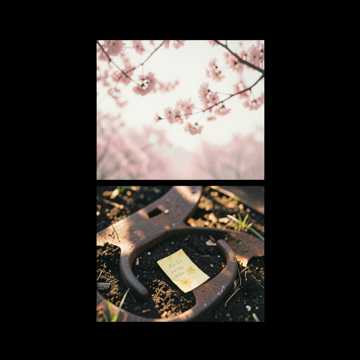 樱花草信