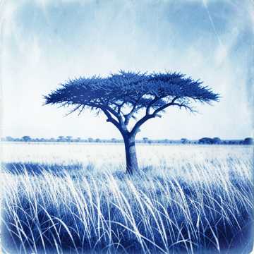 Savannah-版本2