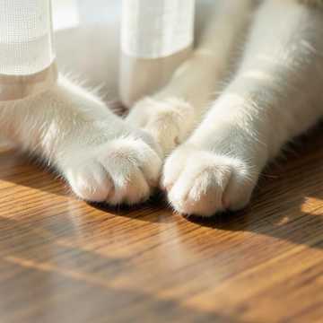猫的指尖