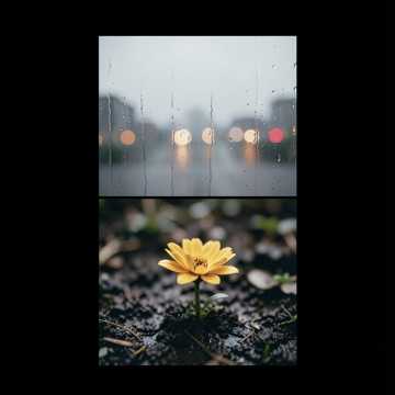 泥泞里开的花-版本2