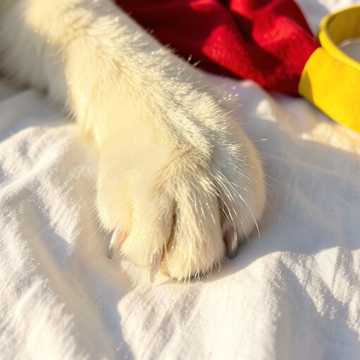 Morning Nuzzle-版本2