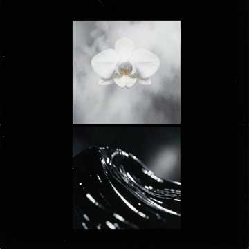 Pulse Bloom-版本2