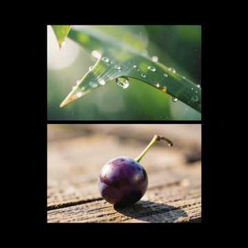 紫珠落糖