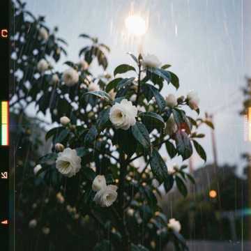 雨中桂树开花-版本2