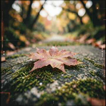 秋天是一幅画